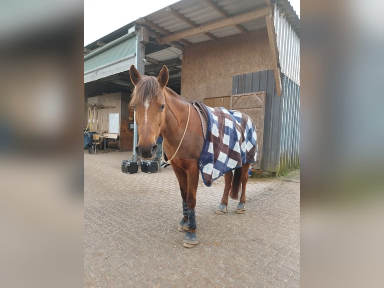 Deutsches Reitpony Stute 19 Jahre 146 cm Dunkelfuchs in Trier