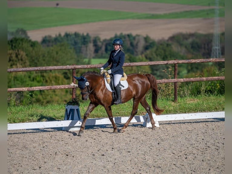 Deutsches Reitpony Stute 19 Jahre 146 cm Dunkelfuchs in Trier