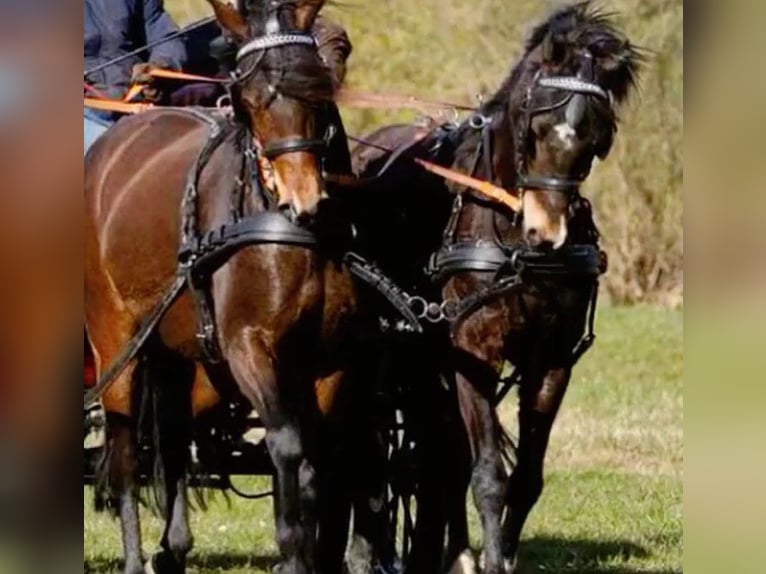 Deutsches Reitpony Stute 19 Jahre 147 cm Brauner in Stahnsdorf