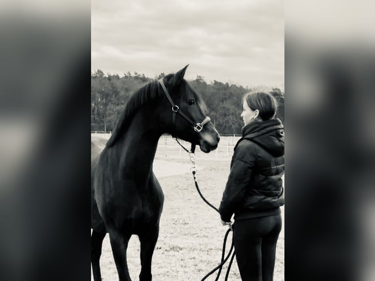 Deutsches Reitpony Stute 19 Jahre 147 cm Brauner in Stahnsdorf