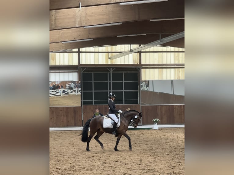 Deutsches Reitpony Stute 19 Jahre 147 cm Brauner in Stahnsdorf