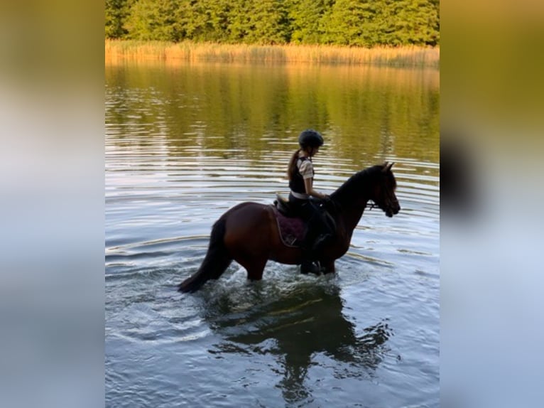 Deutsches Reitpony Stute 19 Jahre 147 cm Brauner in Stahnsdorf