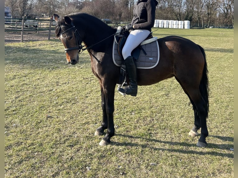 Deutsches Reitpony Stute 19 Jahre 147 cm Brauner in Stahnsdorf
