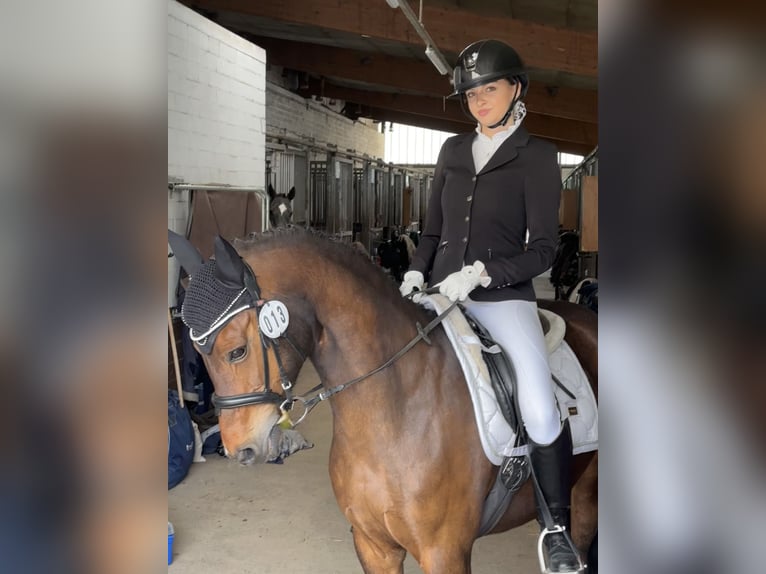 Deutsches Reitpony Stute 19 Jahre 147 cm Brauner in Stahnsdorf
