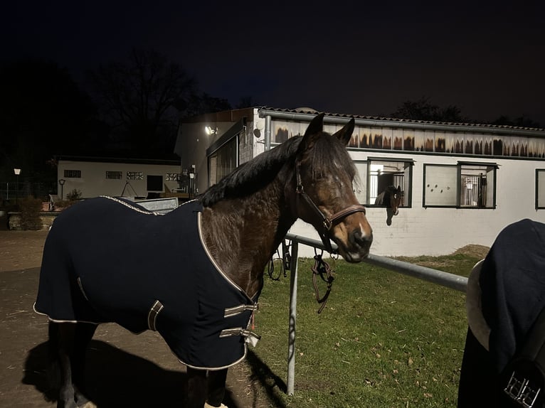 Deutsches Reitpony Stute 19 Jahre 147 cm Brauner in Stahnsdorf