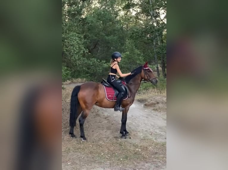 Deutsches Reitpony Stute 19 Jahre 147 cm Brauner in Stahnsdorf
