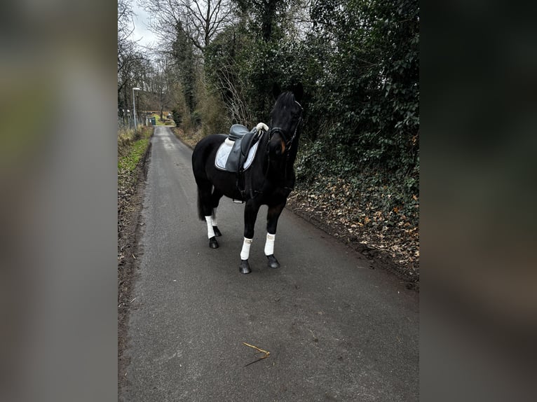 Deutsches Reitpony Stute 19 Jahre 147 cm Rappe in Witzenhausen