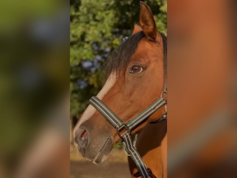 Deutsches Reitpony Stute 19 Jahre 148 cm Brauner in Norderstedt