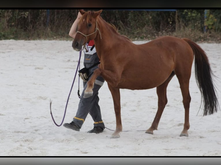 Deutsches Reitpony Mix Stute 19 Jahre 149 cm Fuchs in Nürtingen