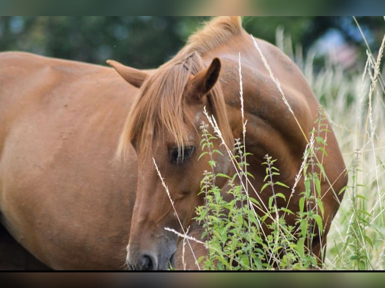 Deutsches Reitpony Mix Stute 19 Jahre 149 cm Fuchs in Nürtingen