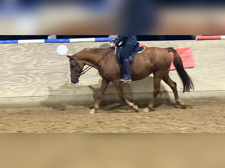 Deutsches Reitpony Mix Stute 19 Jahre 149 cm Fuchs in Nürtingen