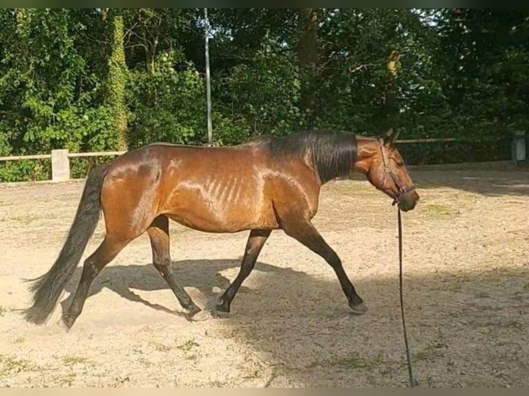 Deutsches Reitpony Stute 19 Jahre 153 cm Brauner in Langen