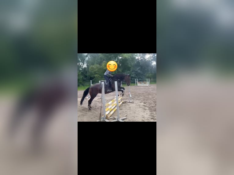 Deutsches Reitpony Stute 19 Jahre 153 cm Brauner in Langen