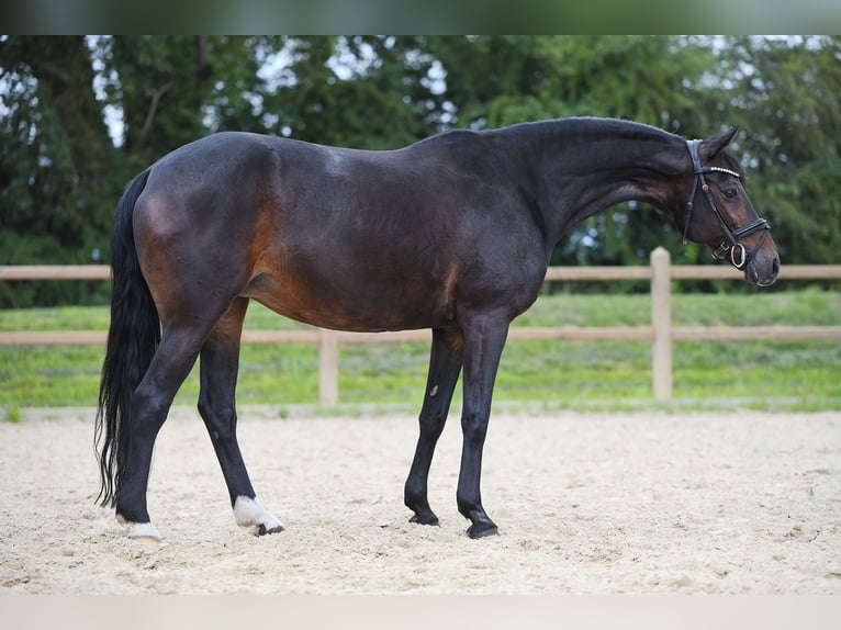 Deutsches Reitpony Stute 19 Jahre 153 cm Dunkelbrauner in Riedstadt