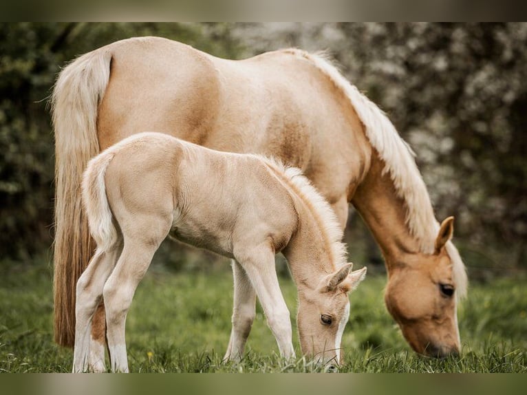 Deutsches Reitpony Stute 1 Jahr 103 cm Palomino in Stakendorf