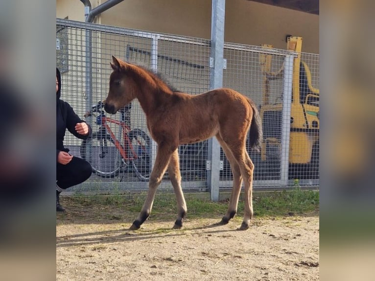 Deutsches Reitpony Stute 1 Jahr 130 cm Brauner in Zerbst