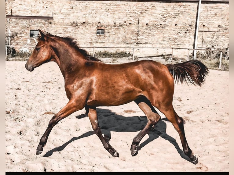 Deutsches Reitpony Stute 1 Jahr 130 cm Brauner in Zerbst