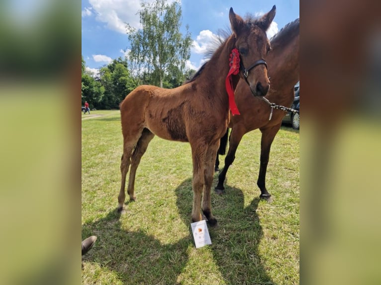 Deutsches Reitpony Stute 1 Jahr 130 cm Brauner in Zerbst