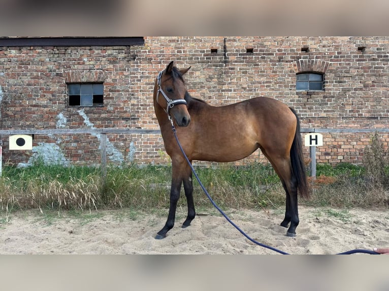 Deutsches Reitpony Stute 1 Jahr 130 cm Brauner in Zerbst