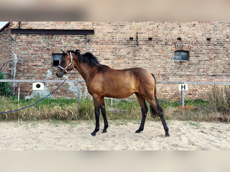 Deutsches Reitpony Stute 1 Jahr 130 cm Brauner in Zerbst