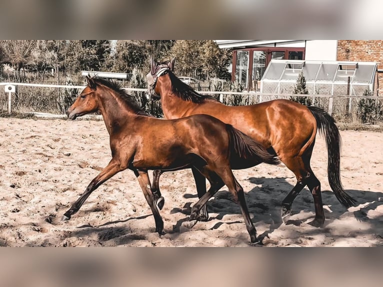 Deutsches Reitpony Stute 1 Jahr 130 cm Brauner in Zerbst