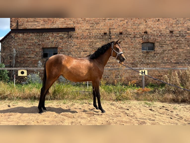 Deutsches Reitpony Stute 1 Jahr 130 cm Brauner in Zerbst