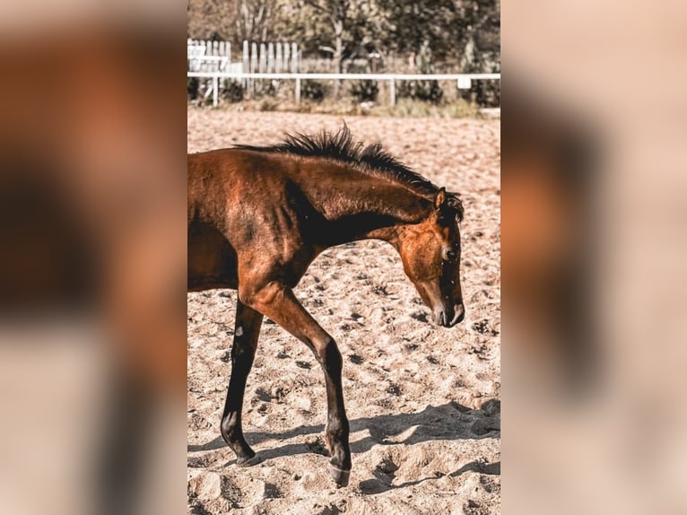 Deutsches Reitpony Stute 1 Jahr 130 cm Brauner in Zerbst