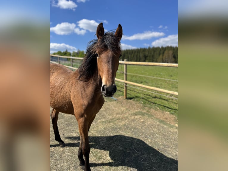 Deutsches Reitpony Stute 1 Jahr 130 cm Brauner in NusplingenNusplingen