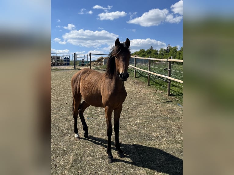 Deutsches Reitpony Stute 1 Jahr 130 cm Brauner in NusplingenNusplingen