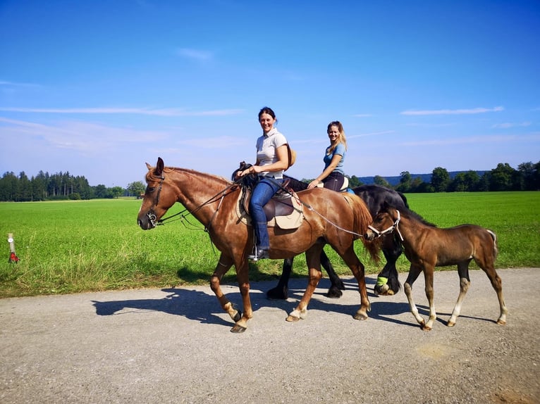 Deutsches Reitpony Mix Stute 1 Jahr 130 cm Brauner in Ottobeuren