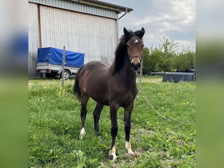 Deutsches Reitpony Mix Stute 1 Jahr 130 cm Brauner in Ottobeuren