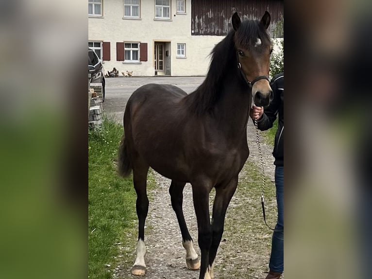 Deutsches Reitpony Mix Stute 1 Jahr 130 cm Brauner in Ottobeuren
