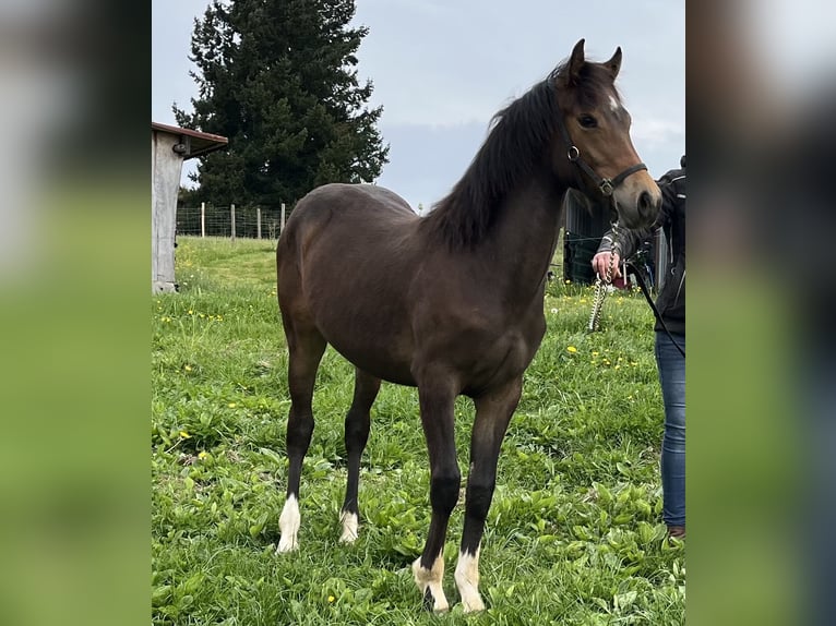 Deutsches Reitpony Mix Stute 1 Jahr 130 cm Brauner in Ottobeuren
