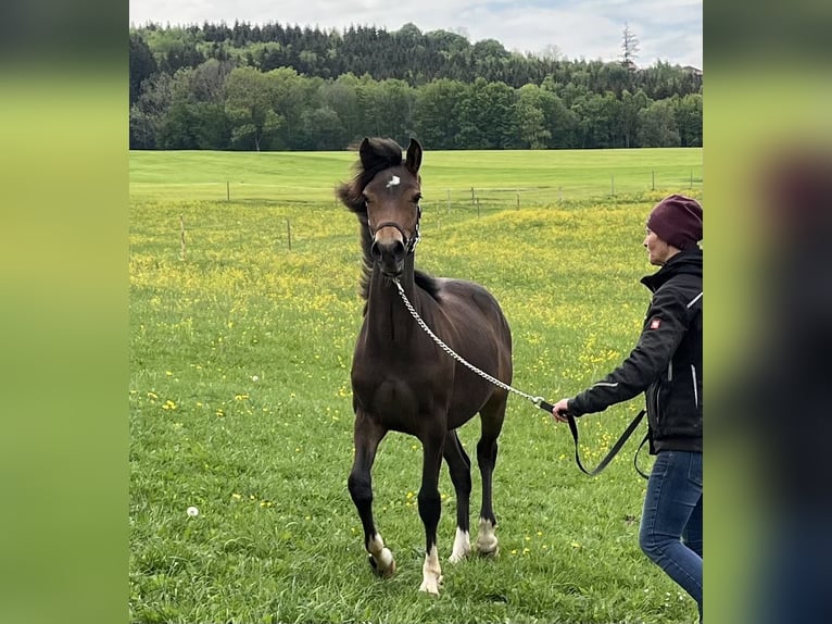 Deutsches Reitpony Mix Stute 1 Jahr 130 cm Brauner in Ottobeuren