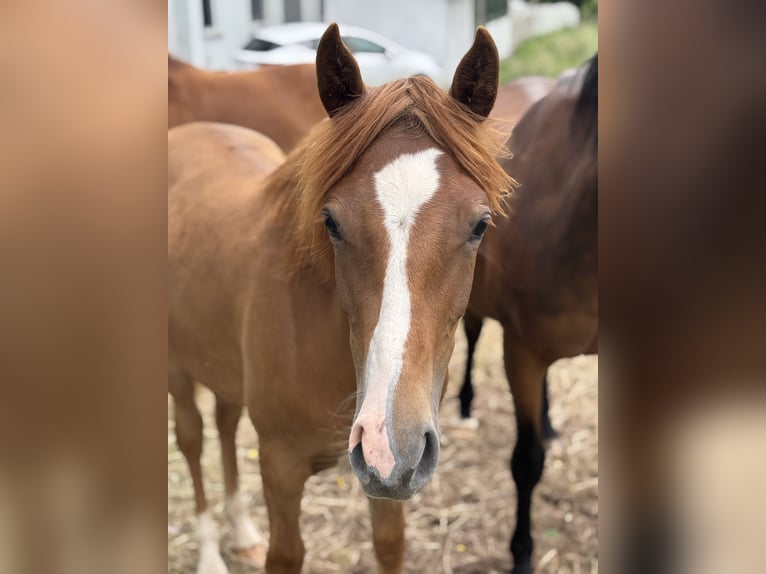 Deutsches Reitpony Mix Stute 1 Jahr 130 cm Dunkelfuchs in WehretaL