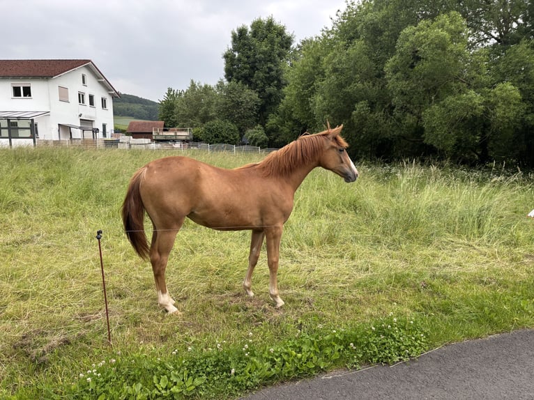 Deutsches Reitpony Mix Stute 1 Jahr 130 cm Dunkelfuchs in WehretaL
