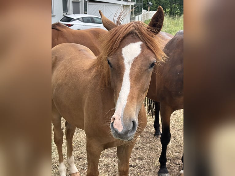Deutsches Reitpony Mix Stute 1 Jahr 130 cm Dunkelfuchs in WehretaL