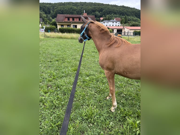 Deutsches Reitpony Mix Stute 1 Jahr 130 cm Dunkelfuchs in WehretaL