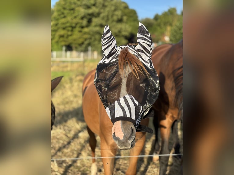 Deutsches Reitpony Mix Stute 1 Jahr 130 cm Dunkelfuchs in WehretaL