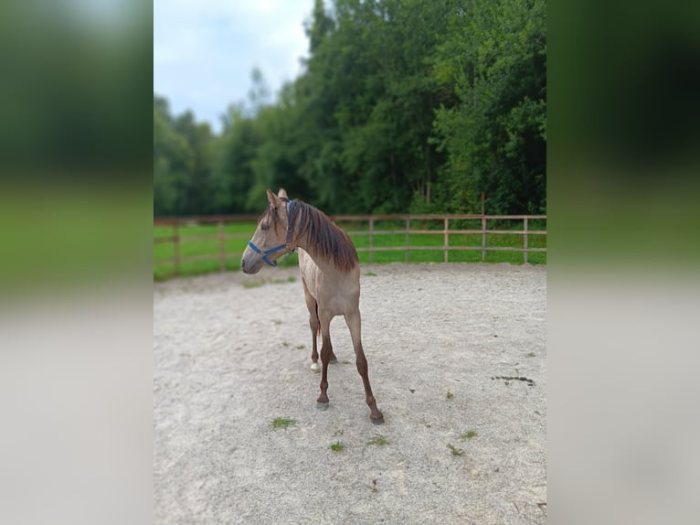 Deutsches Reitpony Stute 1 Jahr 133 cm Buckskin in B&#xE4;rnau