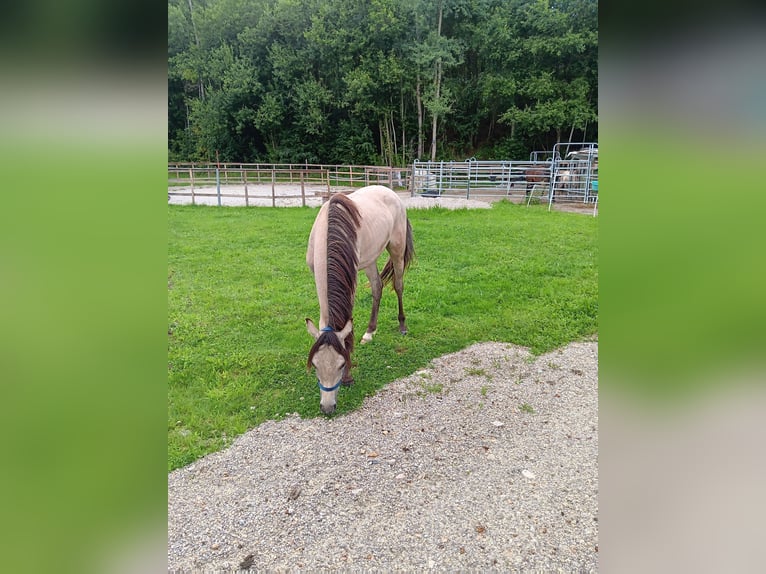 Deutsches Reitpony Stute 1 Jahr 133 cm Buckskin in B&#xE4;rnau