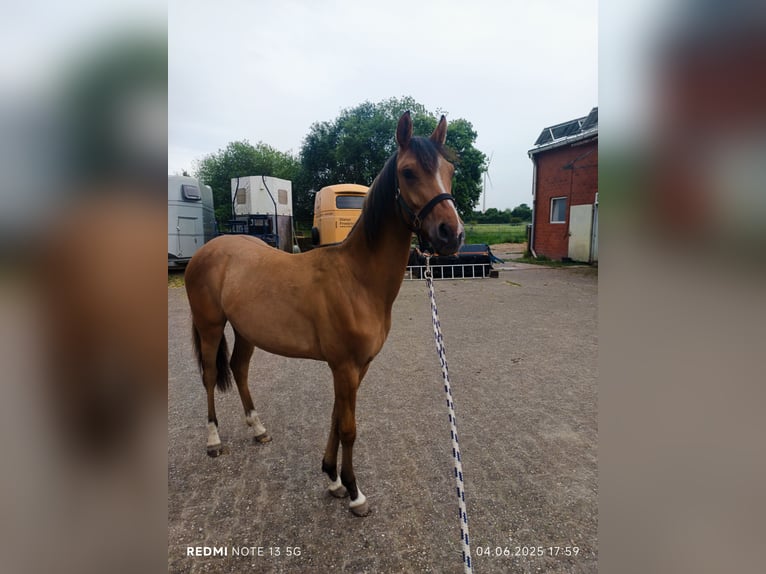 Deutsches Reitpony Stute 1 Jahr 138 cm Buckskin in Steinfurt