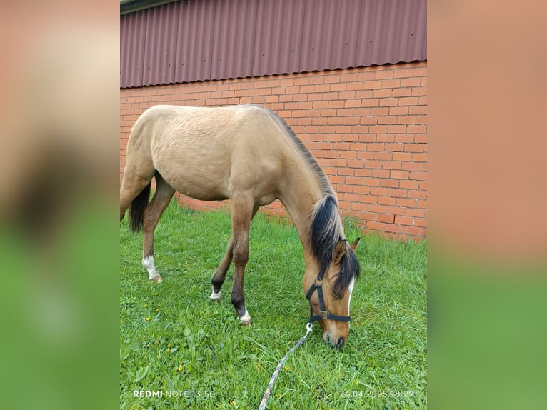 Deutsches Reitpony Stute 1 Jahr 138 cm Buckskin in Steinfurt