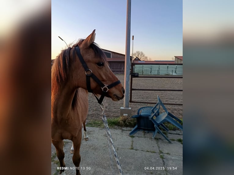 Deutsches Reitpony Stute 1 Jahr 138 cm Buckskin in Steinfurt