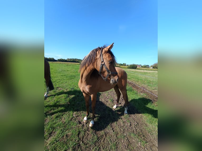 Deutsches Reitpony Stute 1 Jahr 138 cm Buckskin in Steinfurt