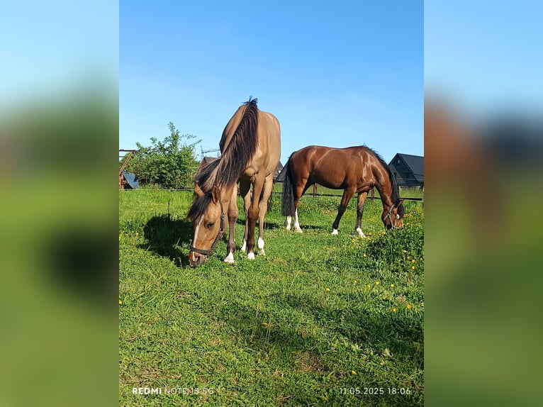 Deutsches Reitpony Stute 1 Jahr 138 cm Buckskin in Steinfurt
