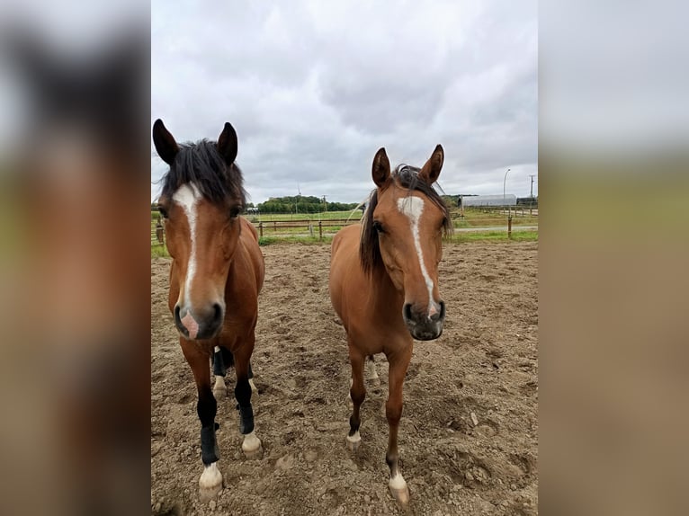 Deutsches Reitpony Stute 1 Jahr 138 cm Buckskin in Steinfurt