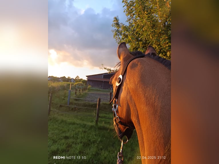 Deutsches Reitpony Stute 1 Jahr 138 cm Buckskin in Steinfurt