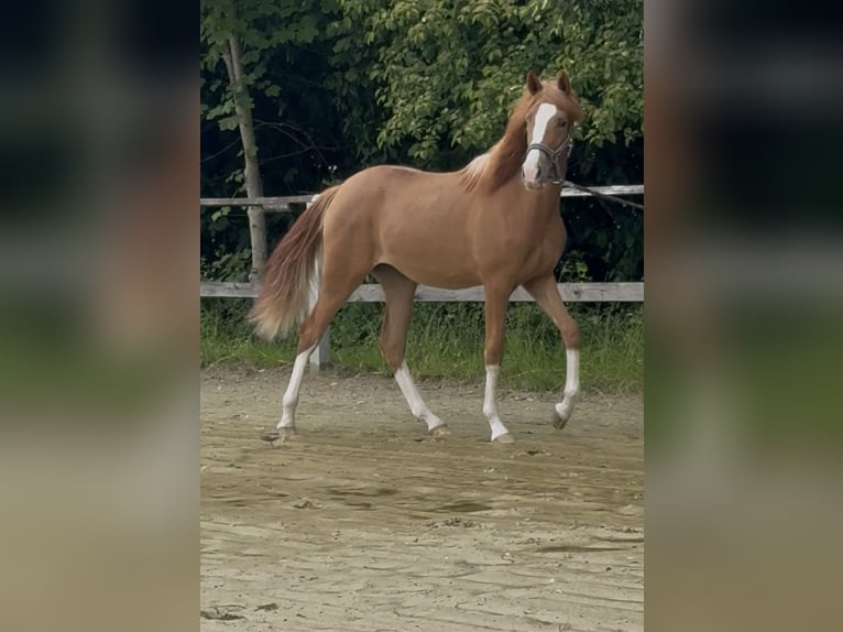 Deutsches Reitpony Stute 1 Jahr 139 cm Fuchs in Wuppertal