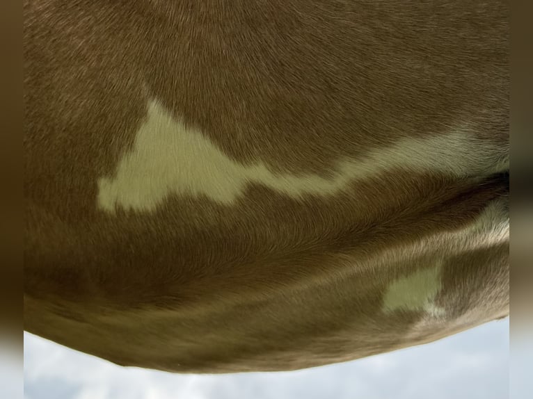 Deutsches Reitpony Stute 1 Jahr 139 cm Fuchs in Wuppertal
